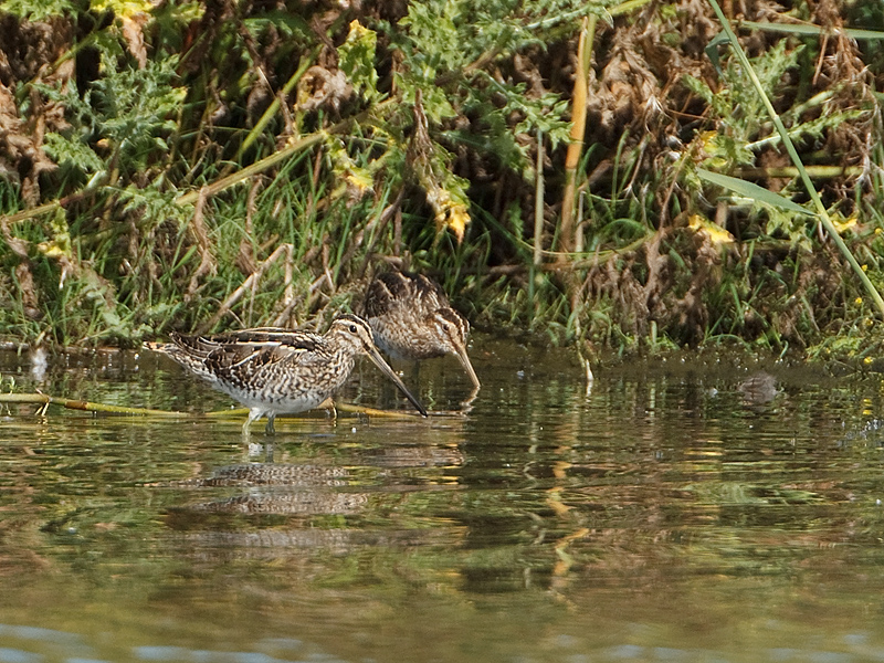 Gallinago gallinago Watersnip Common Snipe